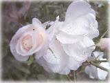 Rose bianche bagnate dalla rugiada