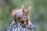 Scoiattolo con espressione ilare su tronco di albero