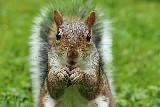 Immagine scoiattolo Scoiattolo dolcissimo con le zampette alzate