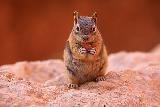 Immagine scoiattolo Scoiattolo dolcissimo sulla sabbia