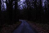 Sentiero malinconico nel bosco quasi al buio