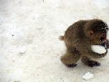 Immagine ruba Simpatica scimmietta che ruba la neve