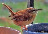 Simpaticissimo uccello Scricciolo della Carolina su vaso