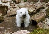 Immagine acqua Simpatico cagnolino con acqua che gli esce a fontana dalla bocca