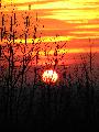Immagine dietro Sole che tramonta dietro rami rinsecchiti di alberi