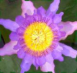 Splendido fiore raro con petali viola disposti in modo molto insolito