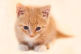 Immagine marrone Stupendo gattino marrone che ispira dolcezza