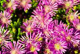 Immagine colore Tanti fiori di colore viola e bianco