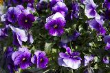 Immagine fiori Tanti fiori viola vicini con sfondo di erba