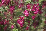 Immagine colore Tantissimi fiorellini di colore rosso e bianco