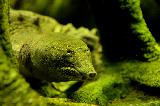 Immagine serpente Tartaruga mimetizzata nel verde che sembra serpente