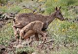 Immagine parco Tenerezza tra bharal ossia pecore blu che giocano nel parco