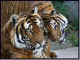 Immagine due Tenerezza tra due tigri adulte