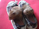 Immagine teneri Teneri criceti nelle scarpe che si interrogano sul da farsi