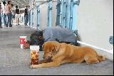 Immagine chiede Tenero cane in strada che chiede la carità con bicchiere