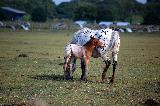 Immagine bianca Tenero cavallino vicino a cavalla bianca con chiazze