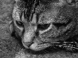 Immagine triste Testa di gatto triste immortalata in bianco e nero