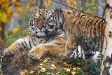 Immagine bene Tigri che si vogliono bene immerse nella natura