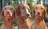 Tre cani con denti sporgenti molto buffi
