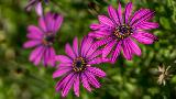 Tre fiori di colore porpora vicini per un effetto bello