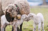 Tre pecore che si accarezzano con tanta tenerezza