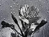 Immagine mediante Tristezza espressa mediante un fiore inconsueto e gocce di acqua