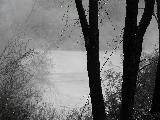 Immagine folta Tronchi di alberi neri al lago con vegetazione folta grigia