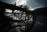 Immagine caduto Tronco di albero caduto sul lago in Giappone