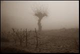 Immagine mistico Tronco di albero mistico in lontananza che sembra un uragano