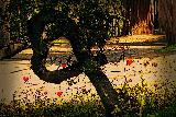 Immagine tronco Tronco di albero piegato a cuore tra fiorellini rossi come cuoricini