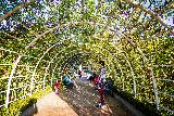 Tunnel romantico in mezzo al verde