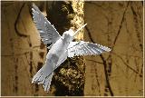 Immagine famiglia Uccello di carta della famiglia Trochilidi con ali spiegate