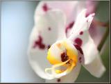 Immagine pensieri Una orchidea per esprimere dolci pensieri