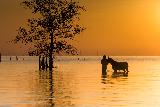 Immagine cavallo Uomo e cavallo nel guado in un magico momento