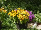 Immagine fiori Vaso di fiori di campo molto pittoresco