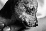 Immagine cane triste Viso di cane triste immortalato in bianco e nero